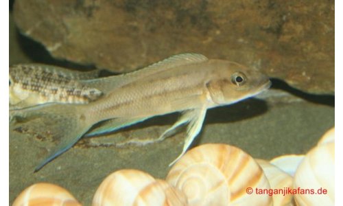 Neolamprologus longicaudatus kavalla